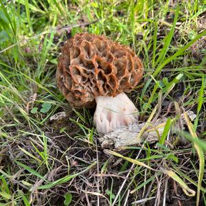 Yellow Morel