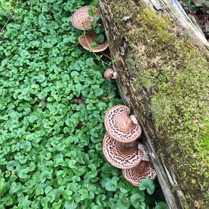 Dryad`s Saddle