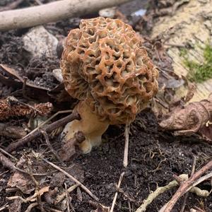 Yellow Morel