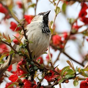 House Sparrow