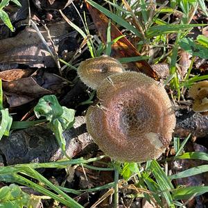 Amethyst Deceiver