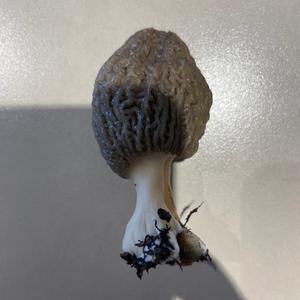 Black Morel