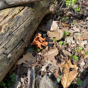 Snowbank False Morel