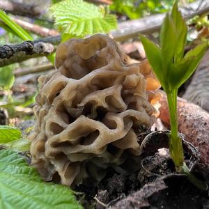 Yellow Morel