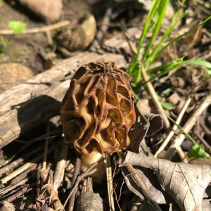 Black Morel