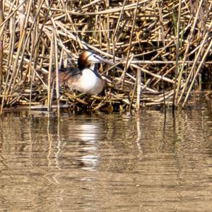 Great Crested Grebe