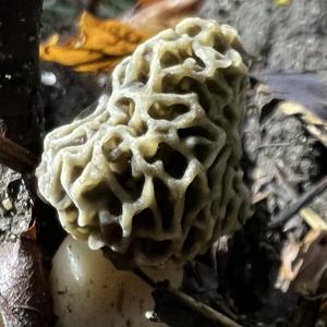 Yellow Morel