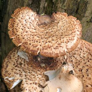 Dryad`s Saddle