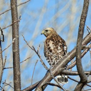 Red-shouldered Hawk