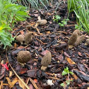 Black Morel