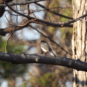 Dark-eyed Junco