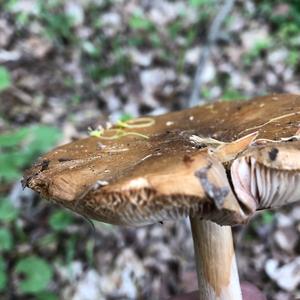 Fawn Mushroom