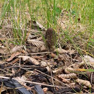 Black Morel