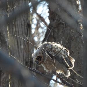 Great Horned Owl