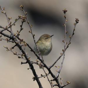 Common Chiffchaff