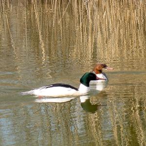 Common Merganser