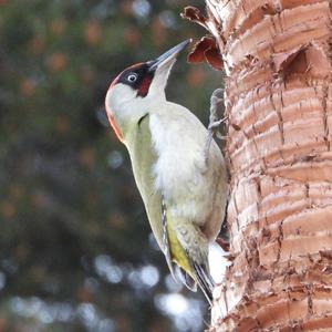 Eurasian Green Woodpecker