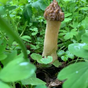 Half-free Morel