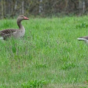 Greylag Goose