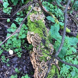 Turkey-tail