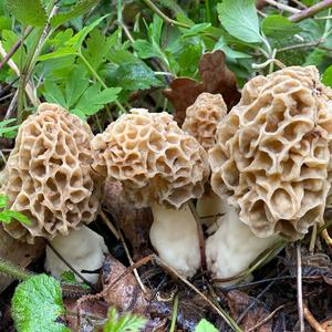 Yellow Morel