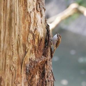 Eurasian Treecreeper