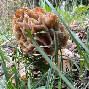 Yellow Morel