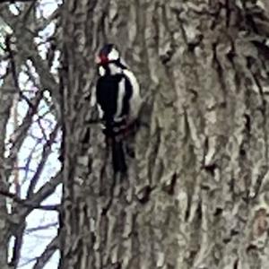 Great Spotted Woodpecker