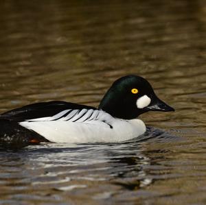 Common Goldeneye