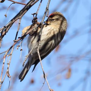 Common Redpoll