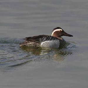 Garganey