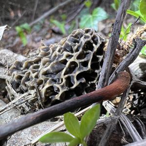 Yellow Morel