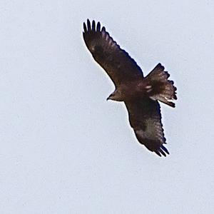 Black Kite