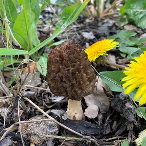 Black Morel