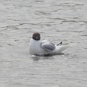 Black-headed Gull