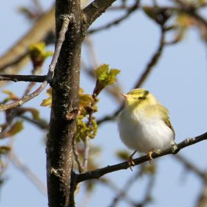 Wood Warbler