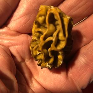 Yellow Morel