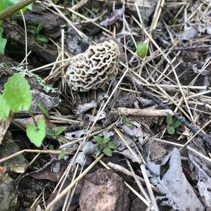 Yellow Morel