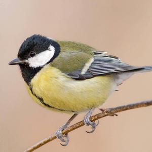 Great Tit