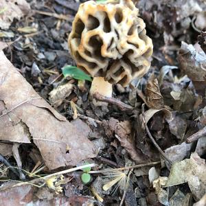 Yellow Morel