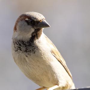 House Sparrow