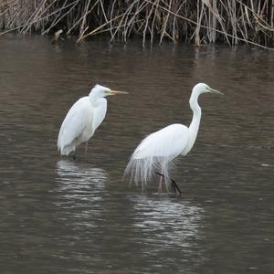 Great Egret