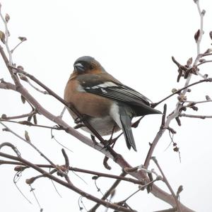 Eurasian Chaffinch