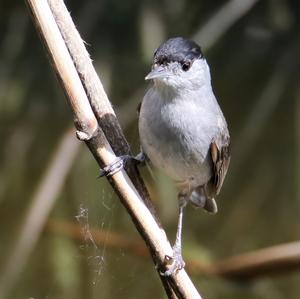 Blackcap