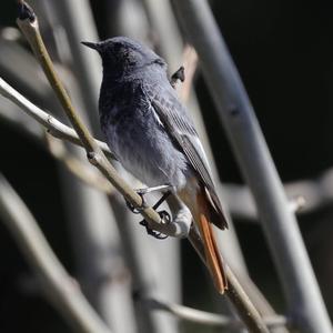 Black Redstart