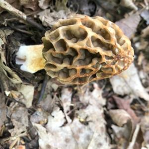 Yellow Morel