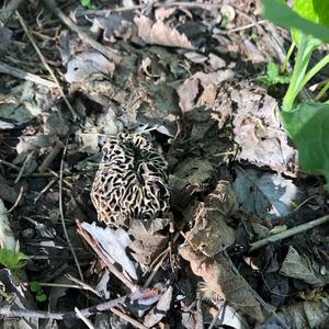 Black Morel