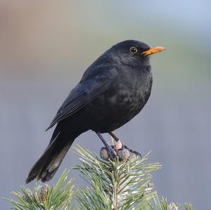 Eurasian Blackbird