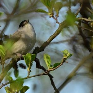 Blackcap