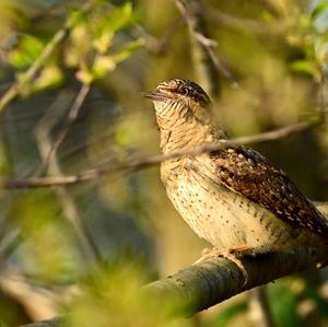 Eurasian Wryneck